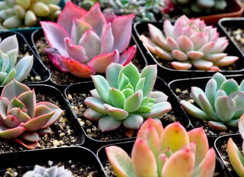 ÑëÆóÈ¥²úÄÜÈÎÎñÌáǰÍê³É ¶àÏî¸Ä¸ï³å´ÌÊÕ¹Ù