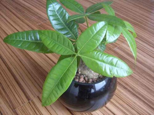 ËÍÍõ´¬µÄÉêÒŹÊÊÂ:ÎÄ»¯»¹ÊÇÃÔÐÅ? Õâ´Î¶¨ÐÔÁË