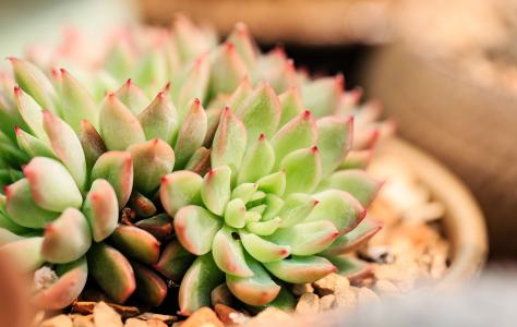 ̨ÍåÔÙ´ÎÑé³ö±äÒìйڷÎÑײ¡¶¾²¡Àý ϵ´ÓÓ¢¹ú·µÌ¨