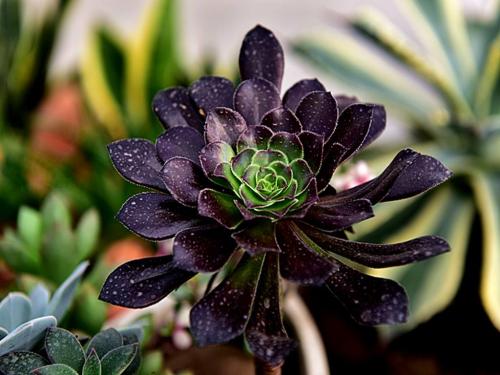 Î人Æô¶¯Ð¹ÚÒßÃç½ô¼±½ÓÖÖ ÇëÏÈ´òÏûÕâЩÒÉÂÇ